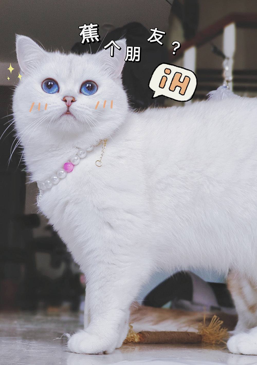 Pet Cat Beads Love Necklace