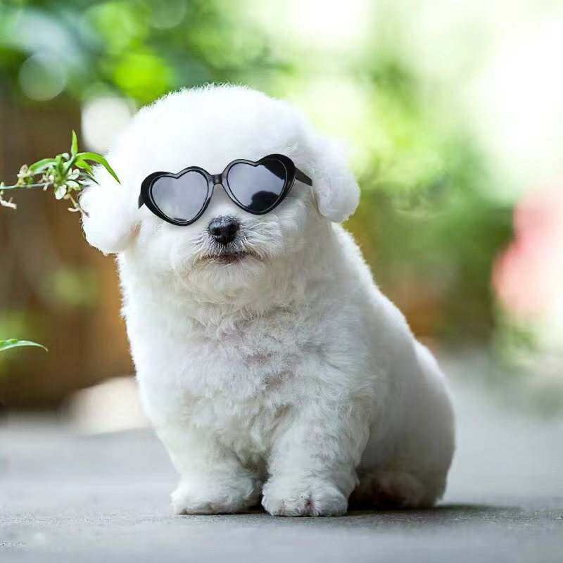 Doll Sunglasses Pet