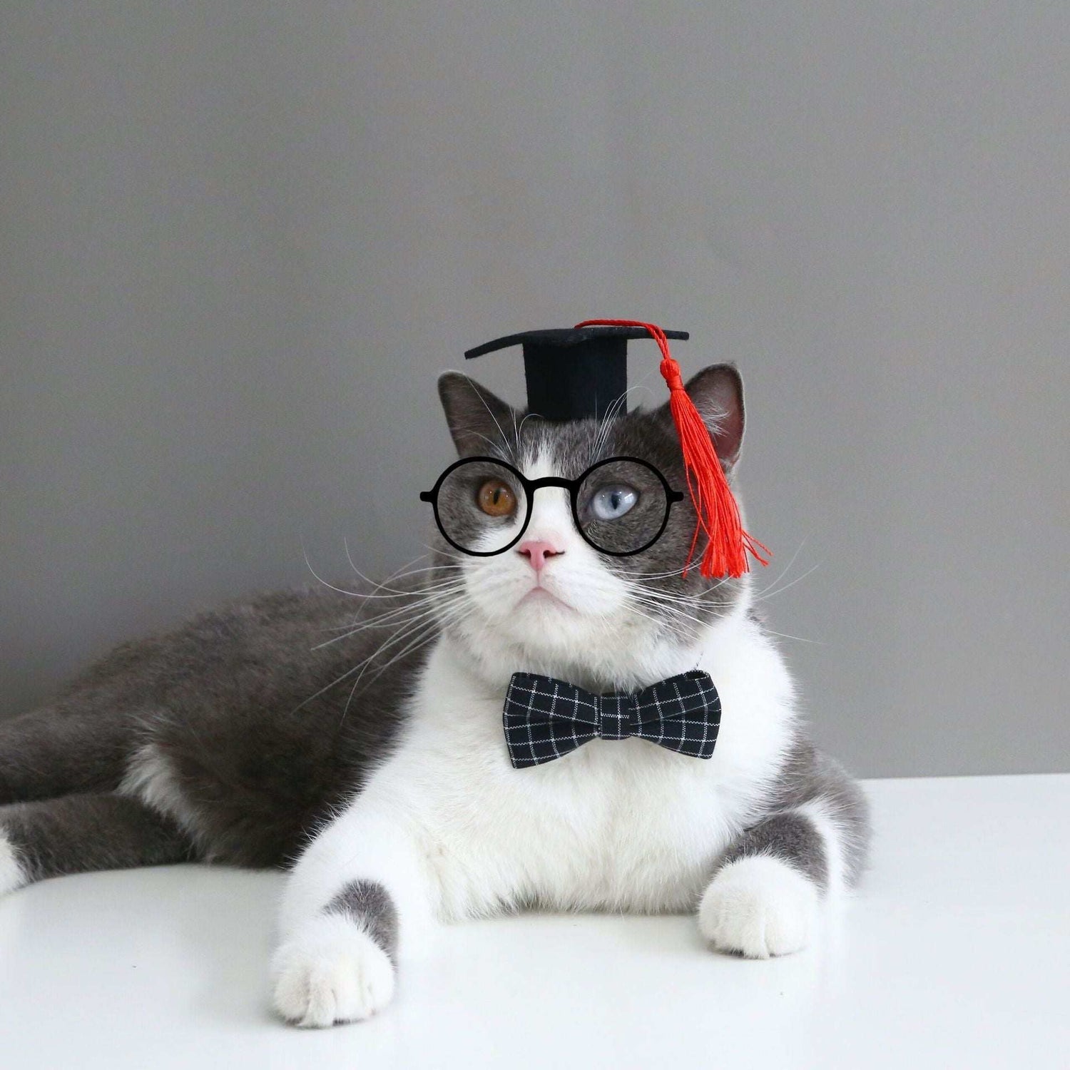 Pet Cat Dog Doctor's Degree